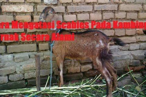 Cara Mengatasi Scabies Pada Kambing