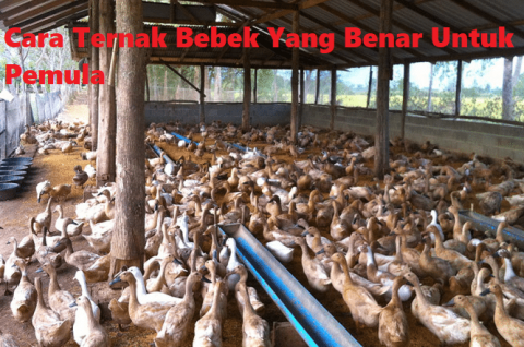Cara Ternak Bebek Yang Benar Untuk Pemula