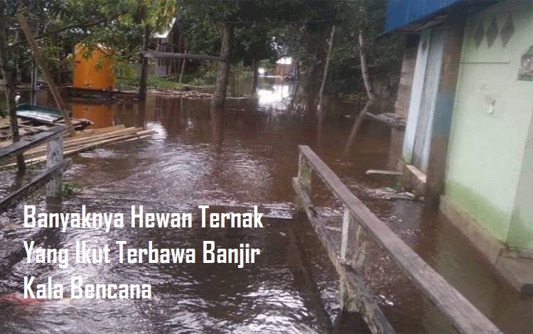 Banyaknya Hewan Ternak Yang Ikut Terbawa Banjir Kala Bencana