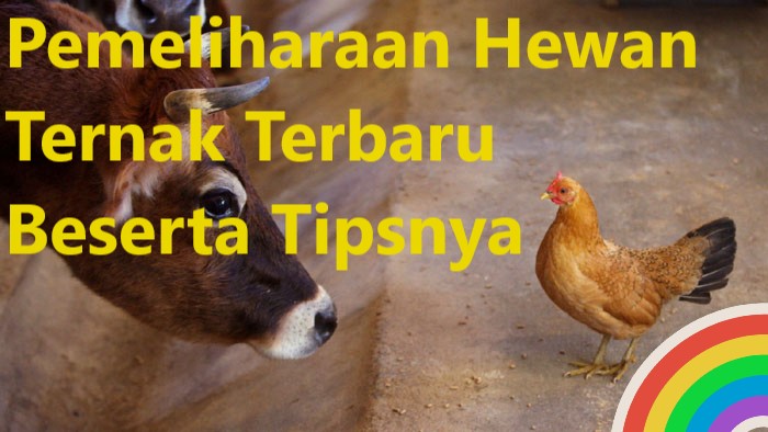 Pemeliharaan Hewan Ternak Terbaru Beserta Tipsnya