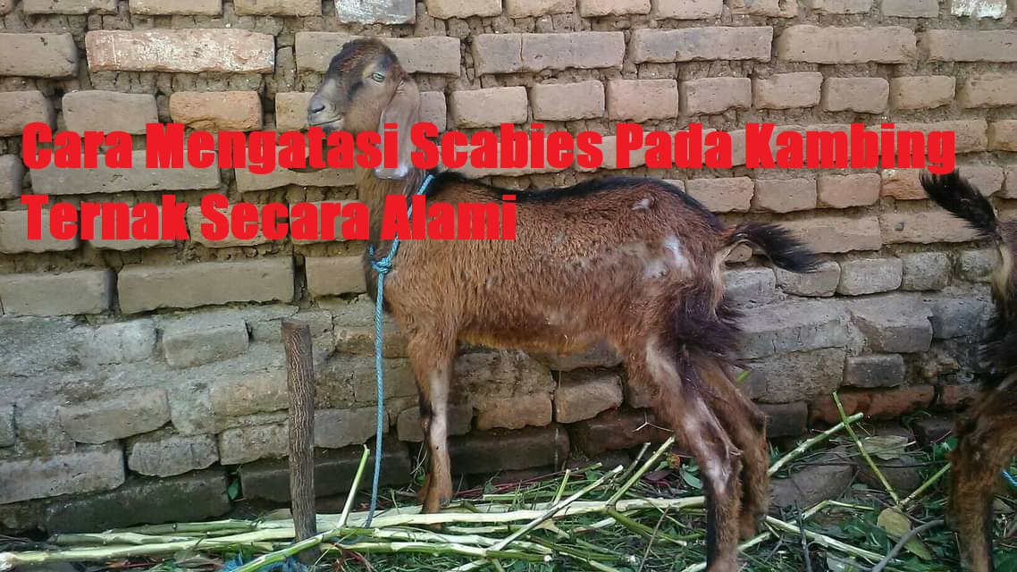 Cara Mengatasi Scabies Pada Kambing