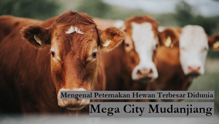 Mengenal Peternakan Hewan Terbesar Didunia | Mega City Mudanjiang