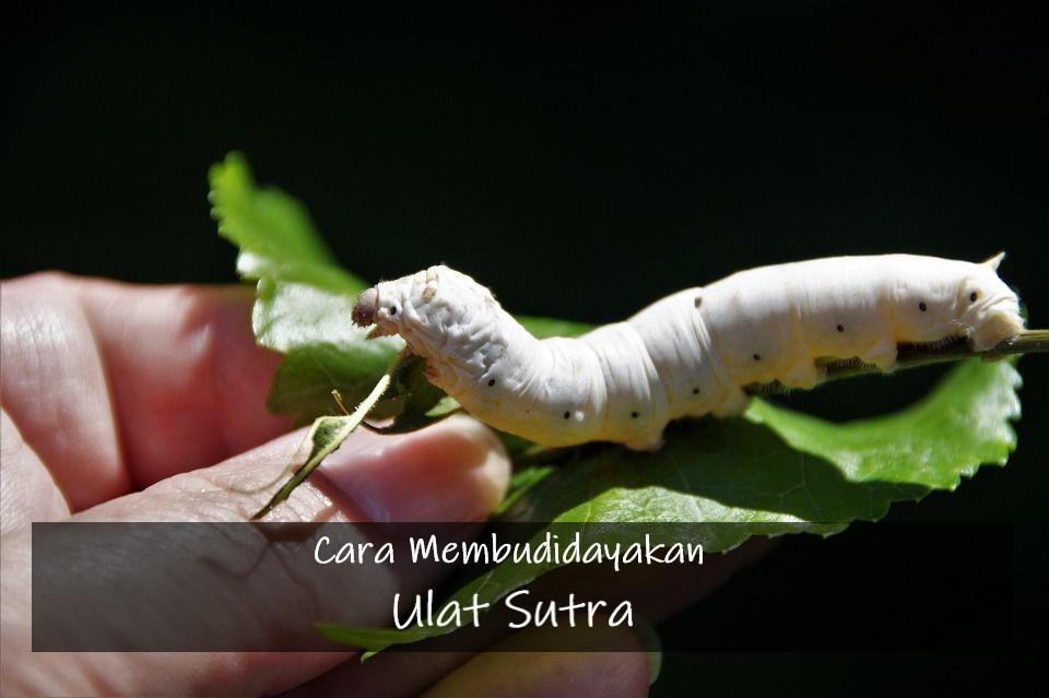 Cara Membudidayakan Ulat Sutra