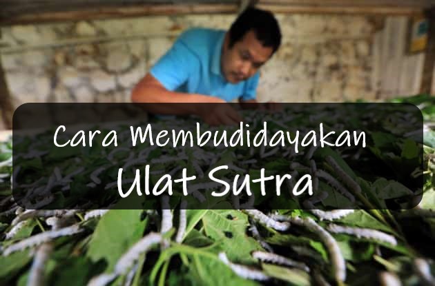 Cara Membudidayakan Ulat Sutra