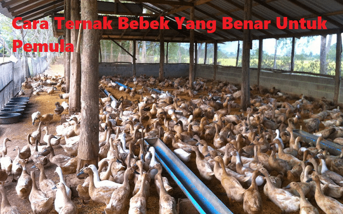 Cara Ternak Bebek Yang Benar Untuk Pemula