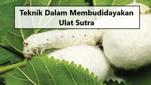 Teknik Dalam Membudidayakan Ulat Sutra