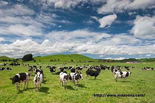 Sejarah Mudanjiang City Mega Farm, Peternakan Terbesar Di Dunia