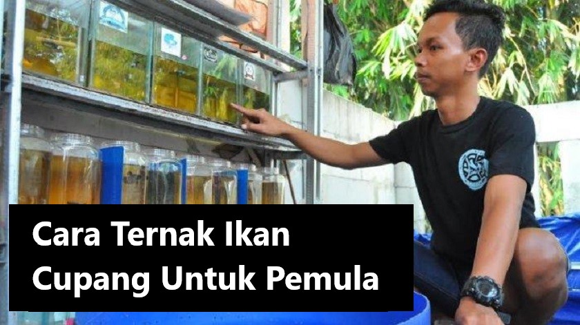 Cara Ternak Ikan Cupang Untuk Pemula