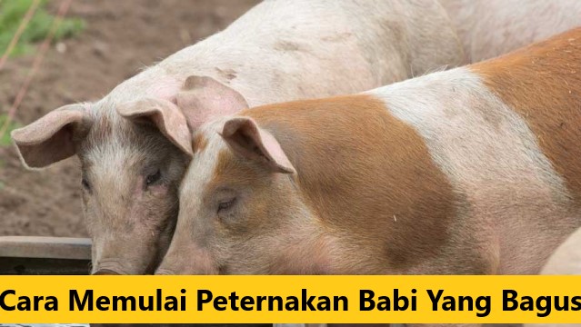 Cara Memulai Peternakan Babi Yang Bagus